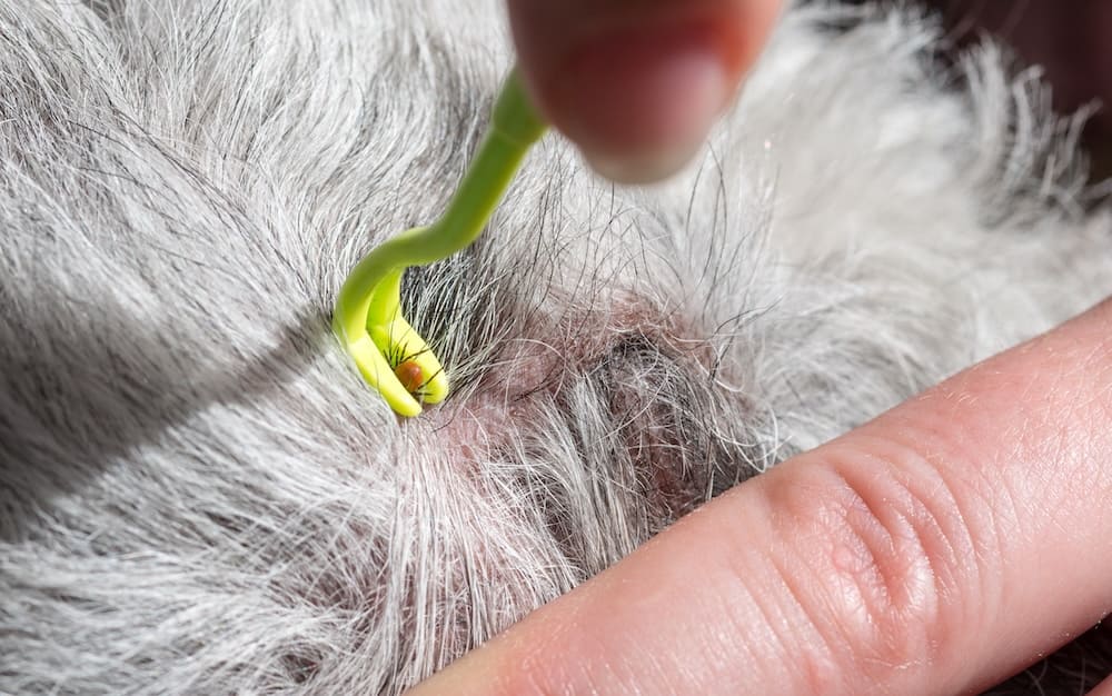 how to remove a tick from a cat