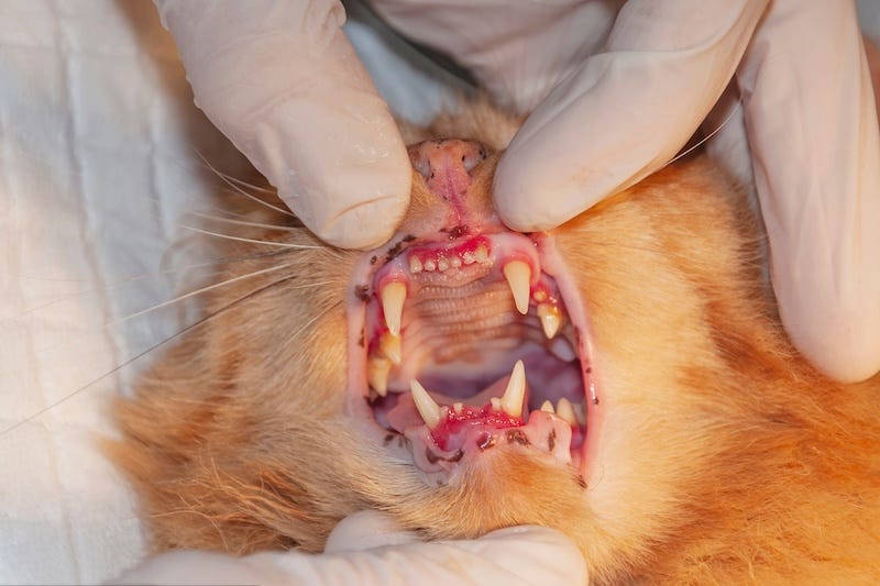 how to tell a cat's age by teeth - signs of teeth diseases in a more senior cat