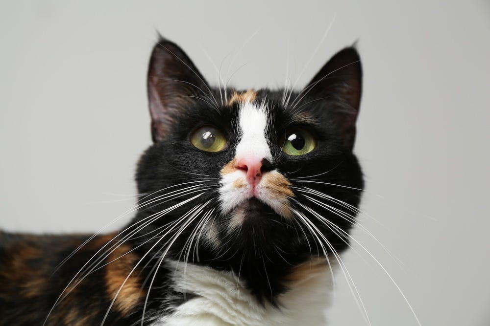 how to tell if your cat is special needs