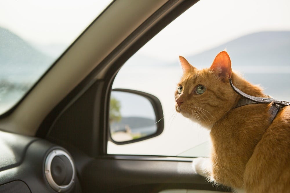 how to travel with a cat - cat in the car