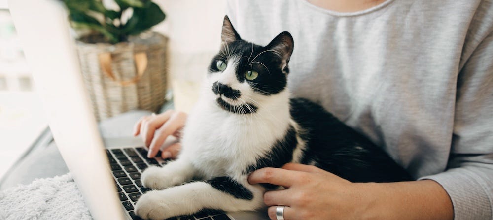 tuxedo cat on person's lap looking at laptop