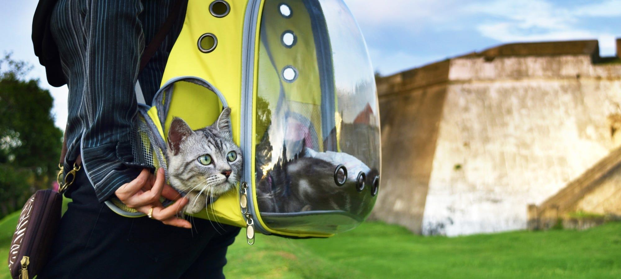 tabby cat in cat carrier backpack traveling on vacation