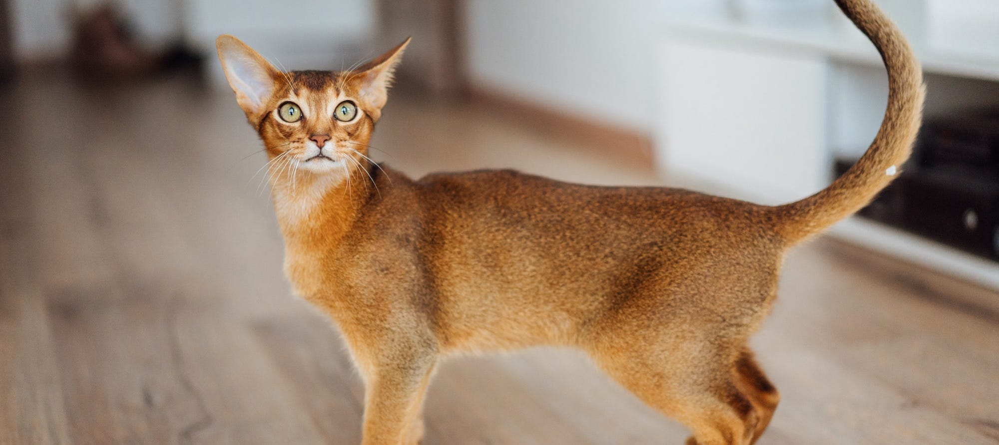 skinny Abyssinian cat