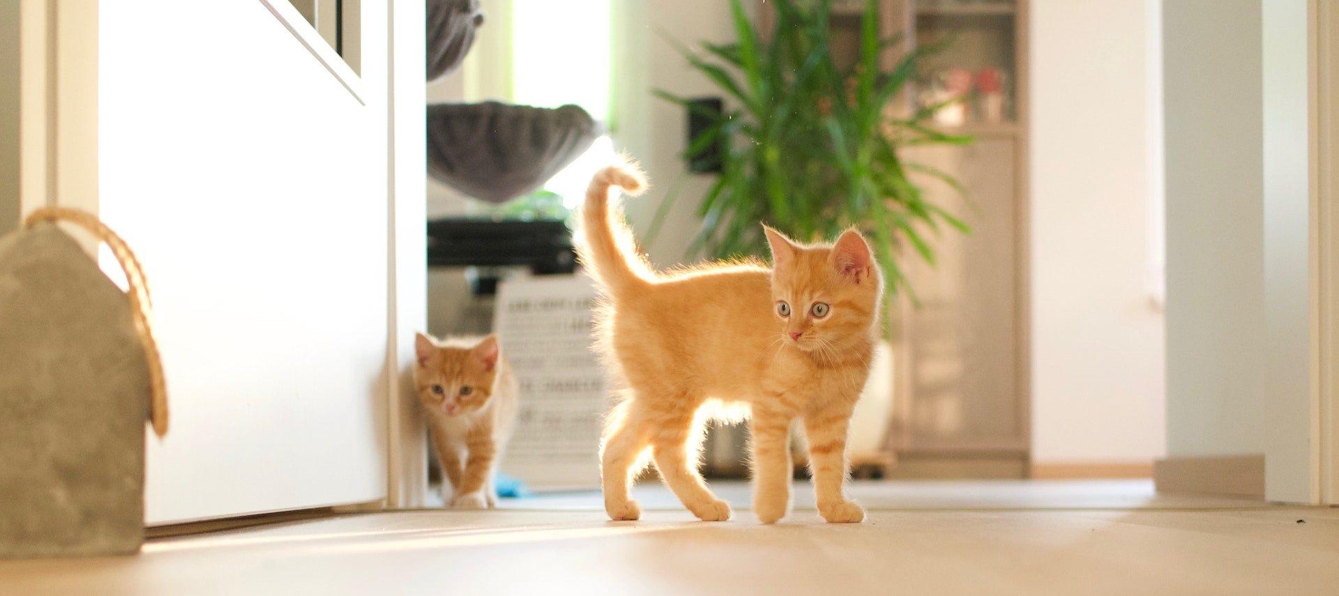 two orange tabby kittens learning to use the litter box