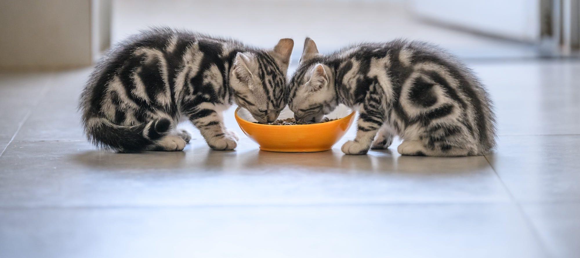 two American Shorthair kittens eating from same bowl