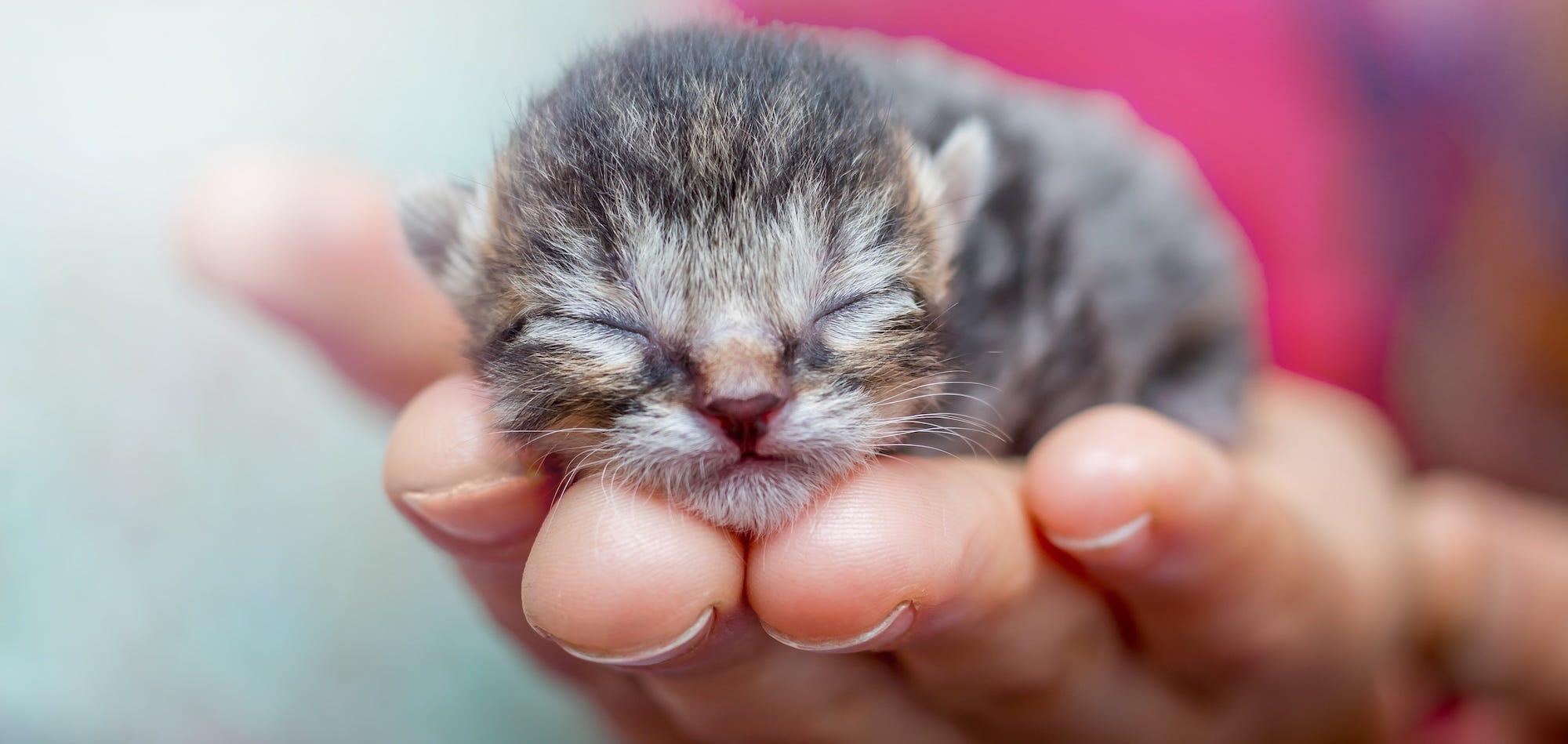 newborn kitten in person's palm