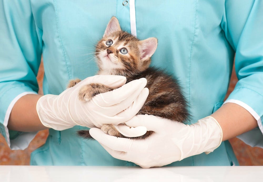 kitten visiting the vet