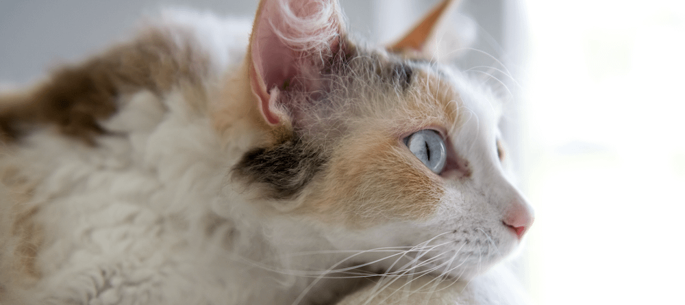 calico LaPerm cat with short curly fur