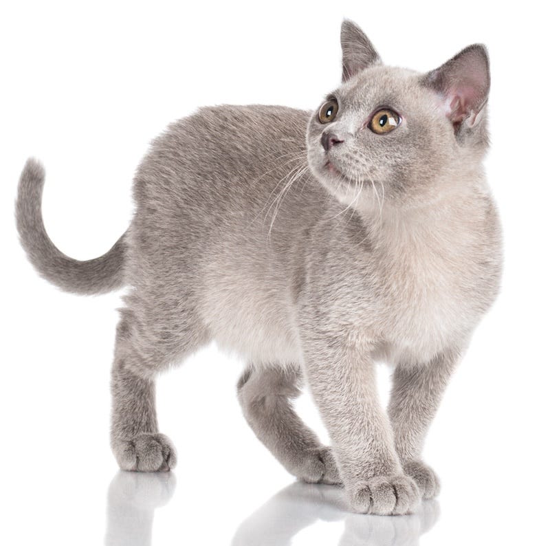 lilac burmese cat color