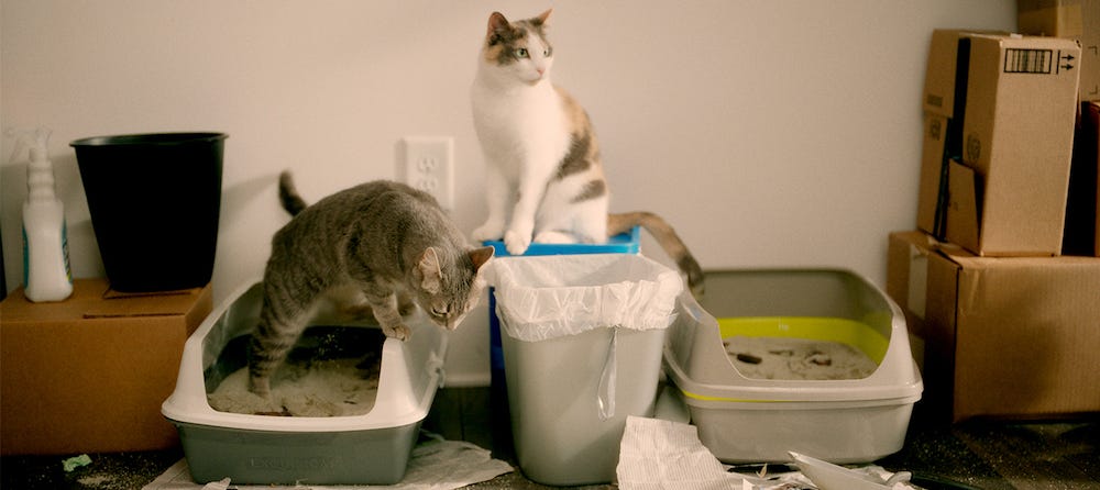 two cats using dirty litter boxes