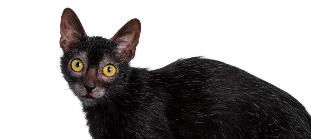 Lykoi cat fashion behavior