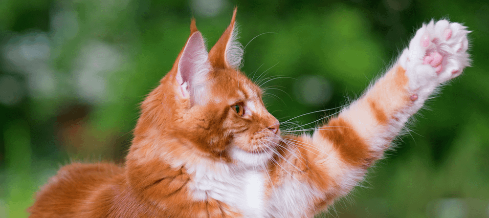 orange tabby Maine Coon with paw raised