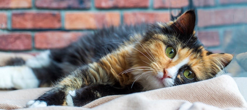 calico cat lying on side