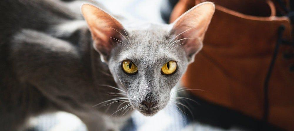 Oriental Shorthair For Sale