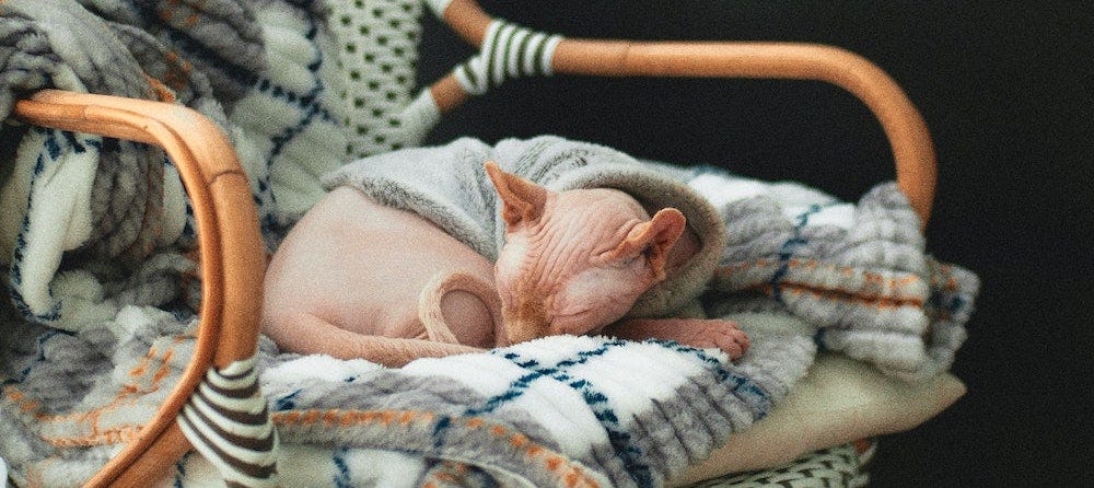 naked cats are cat breeds that dont shed like this Sphynx cat curled up on armchair