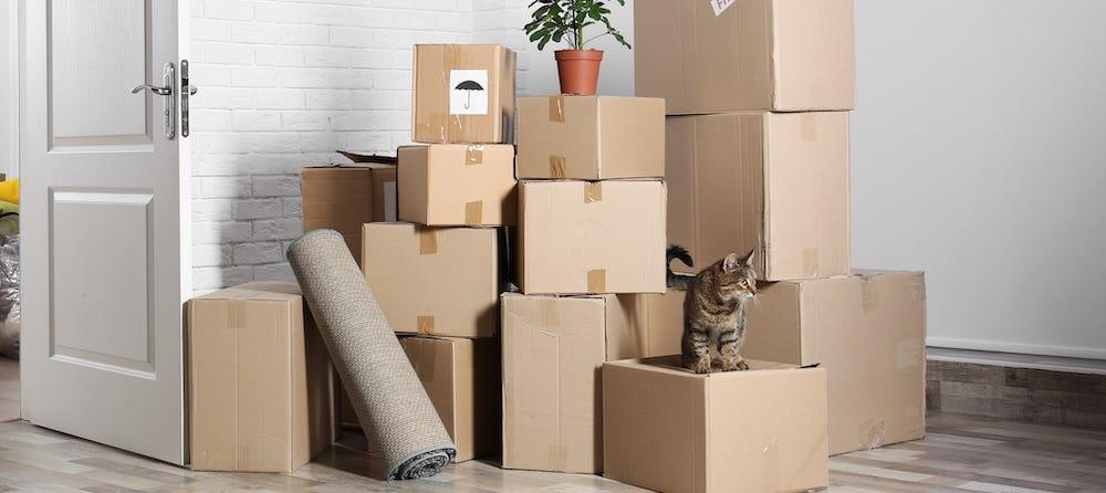tabby cat on top of moving boxes