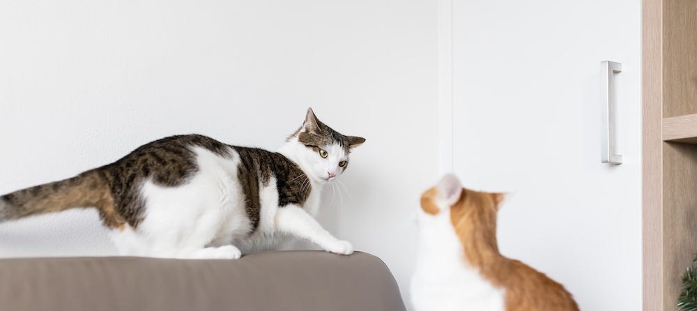 two tabby cats play fighting