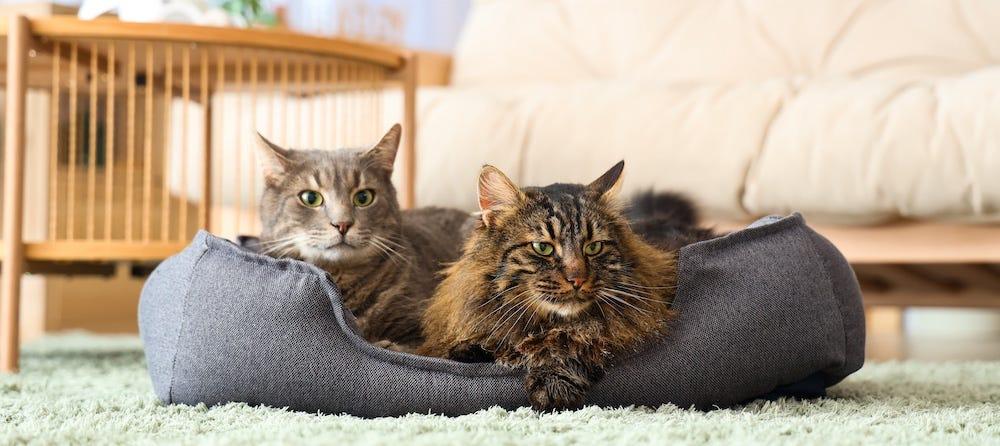 two long-haired cats on a cat bed