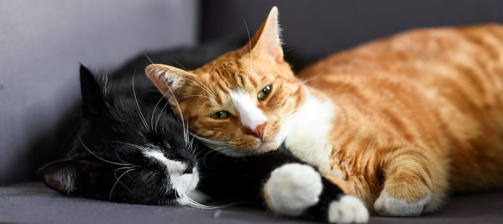 tuxedo cat and orange tabby cat cuddling in multi-cat home