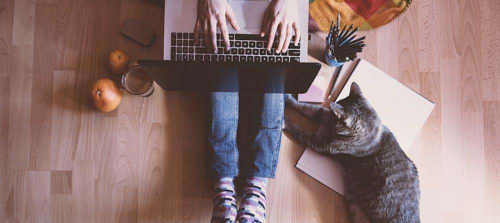 person shopping on laptop with tabby cat lying nearby