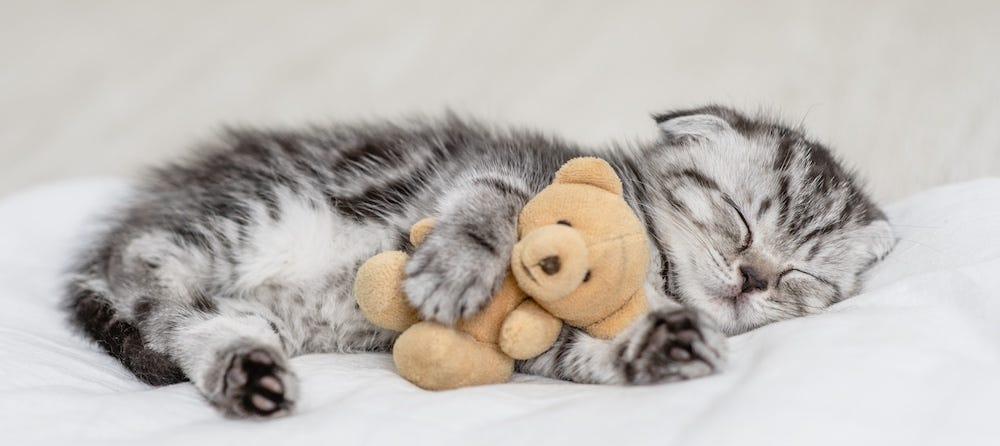 tabby kitten sleeping with teddy bear