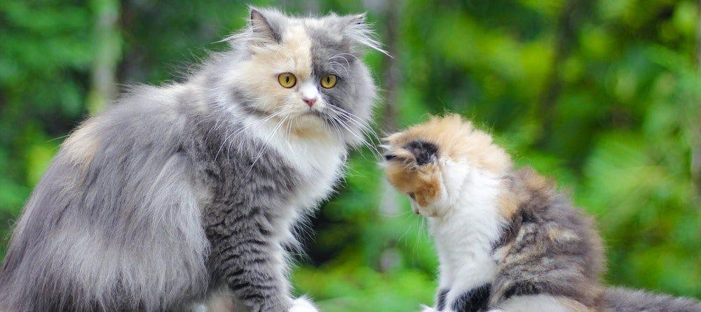 persian cat and persian kitten outside