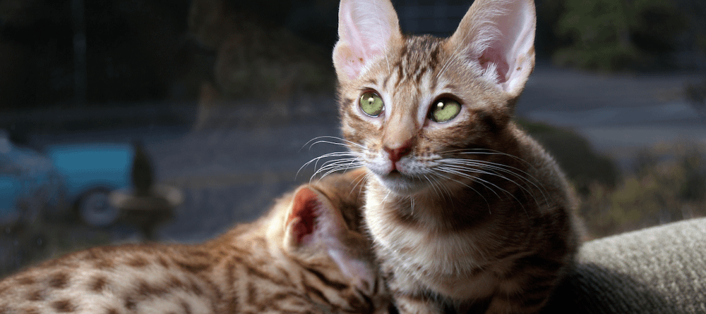 Ocicat fashion domestic cats