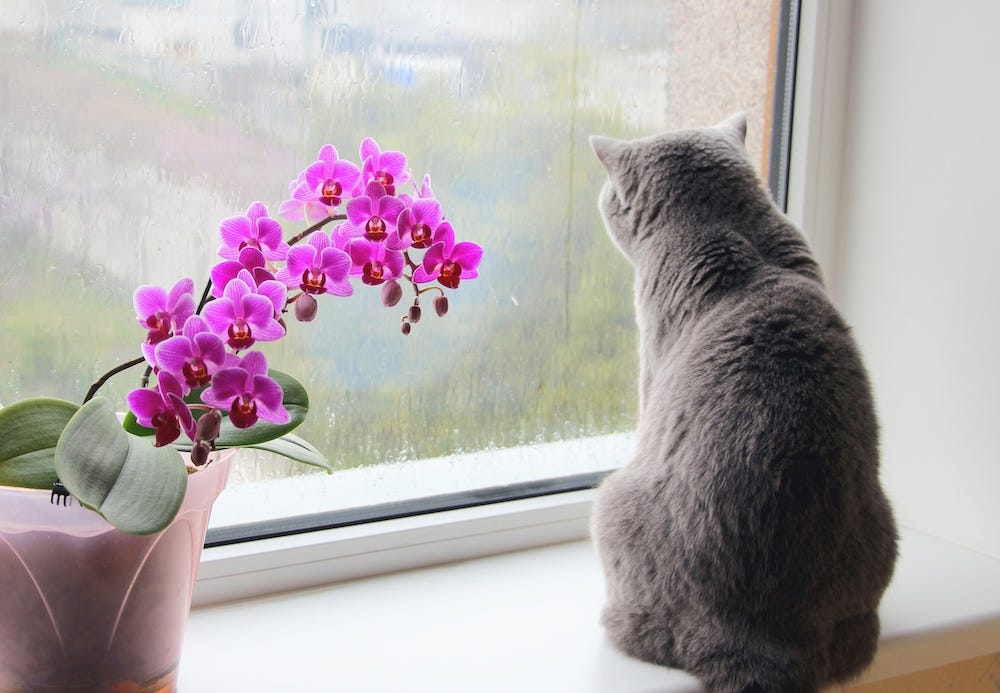 orchids safe next to cat