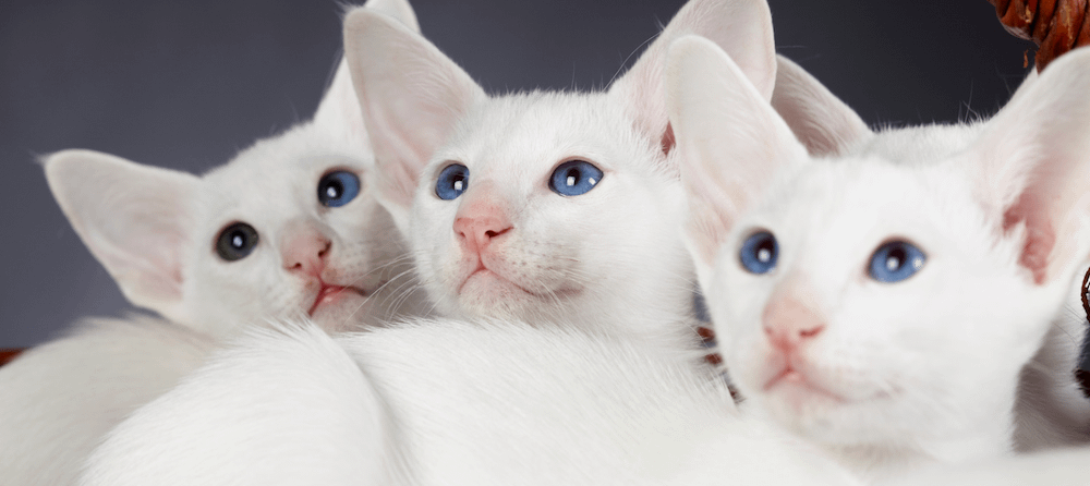 three white Oriental Shorthair kittens