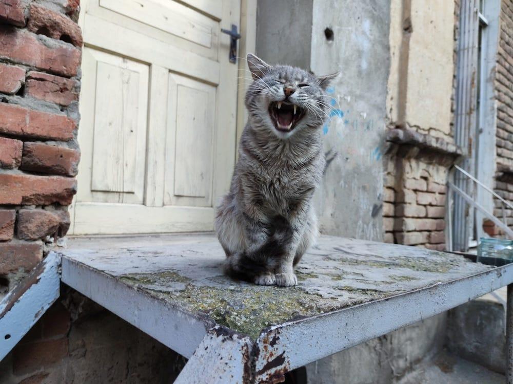 outdoor cat meowing