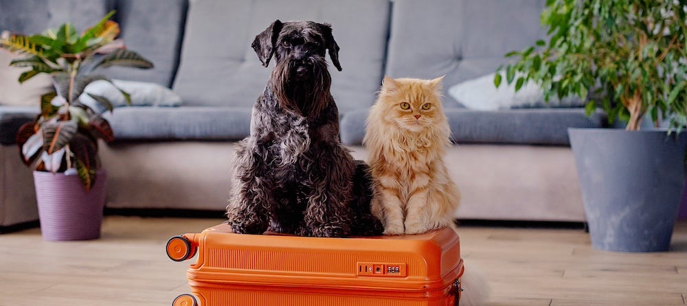 dog and cat sitting on full suitcase