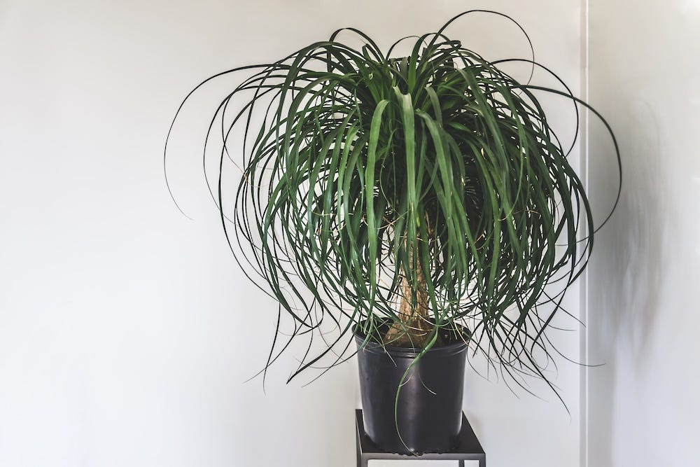 ponytail palm plant safe for cats