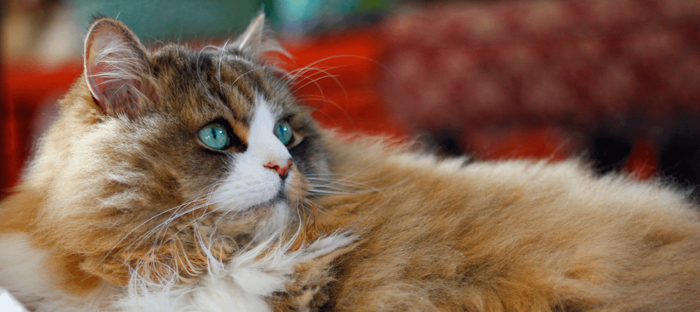 brown white orange Ragamuffin cat