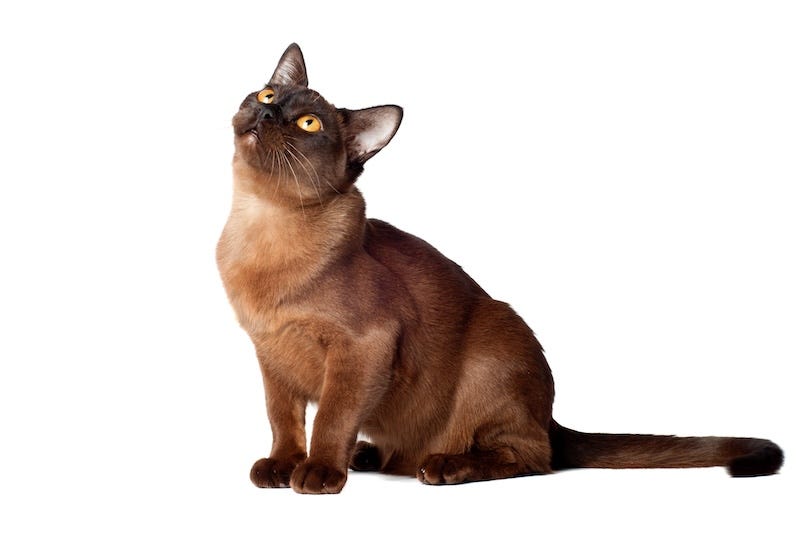 red burmese cat color