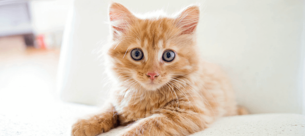 long-haired orange tabby kitten