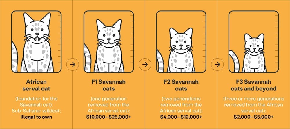 Savannah cat price based on breeding