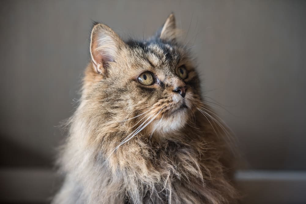 senior cat ready to visit the vet