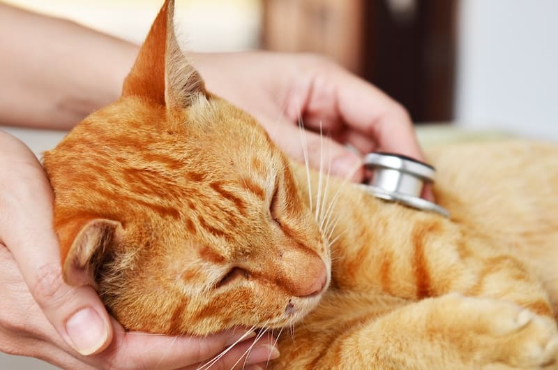 sick cat due to urinary disorders