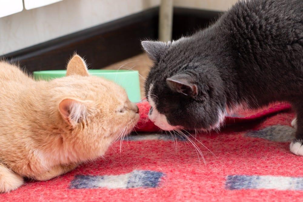 signs cats will get along two cats sniffing each other