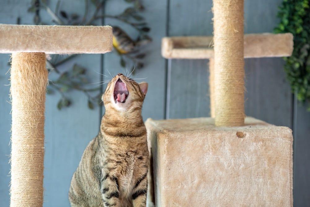 excessive meowing, a sign that your cat wants another cat
