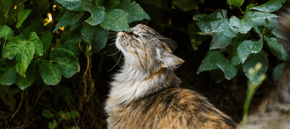 Gerüche und Katzen