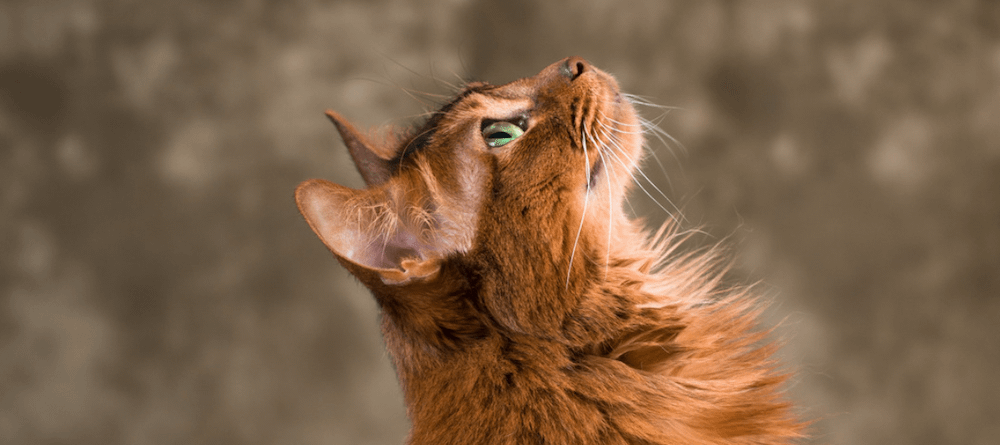 side profile of Somali cat looking up