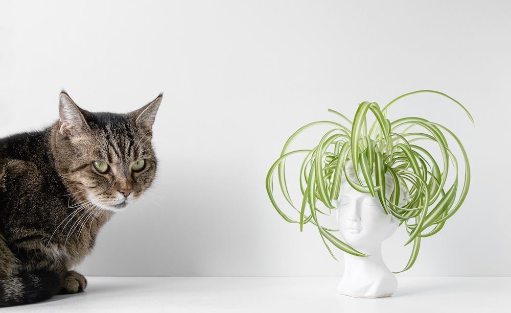 spider plant and cat