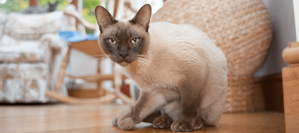 pointed Tonkinese cat crouching