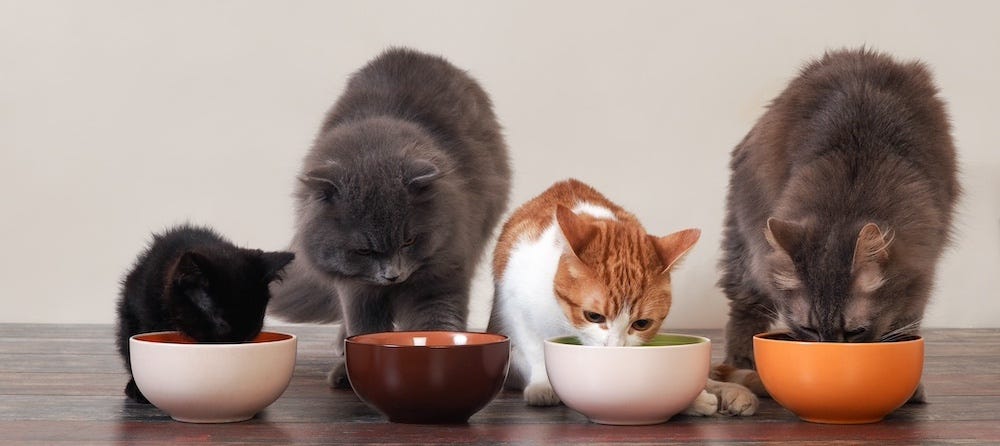too many cats eating meals