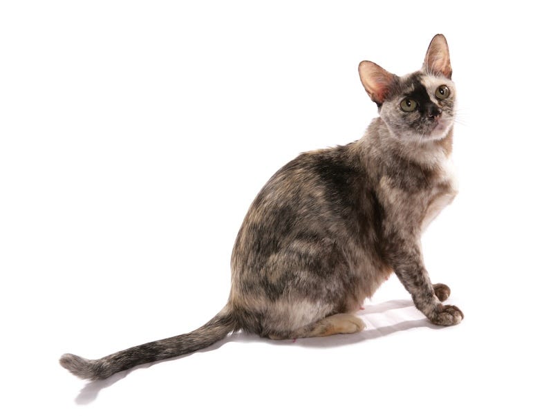 tortoiseshell burmese cat color