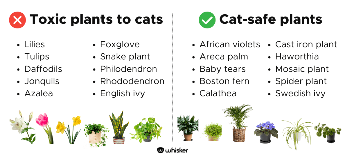 toxic plants to cats vs cat safe plants