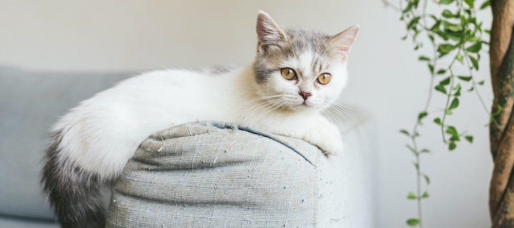 Grey and white munchkin fashion cat