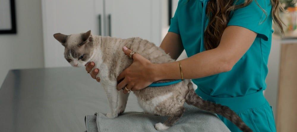 veterinarian using stethoscope on male Devon Rex cat