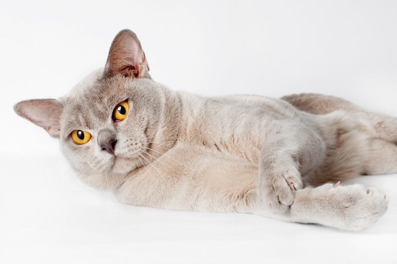 warm blue burmese cat color